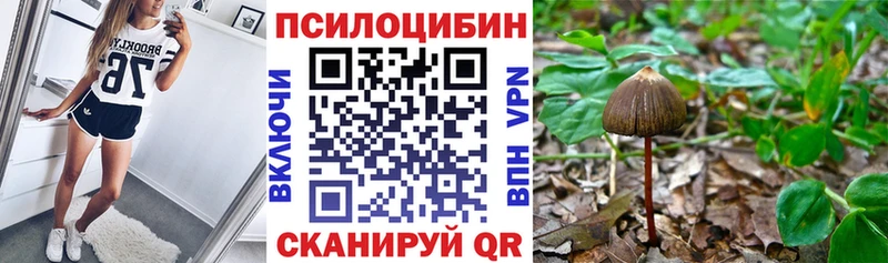 Галлюциногенные грибы Psilocybe  сайты даркнета состав  Ачхой-Мартан  купить наркоту 
